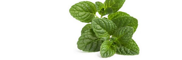 L'huile essentielle de Menthe Citronée